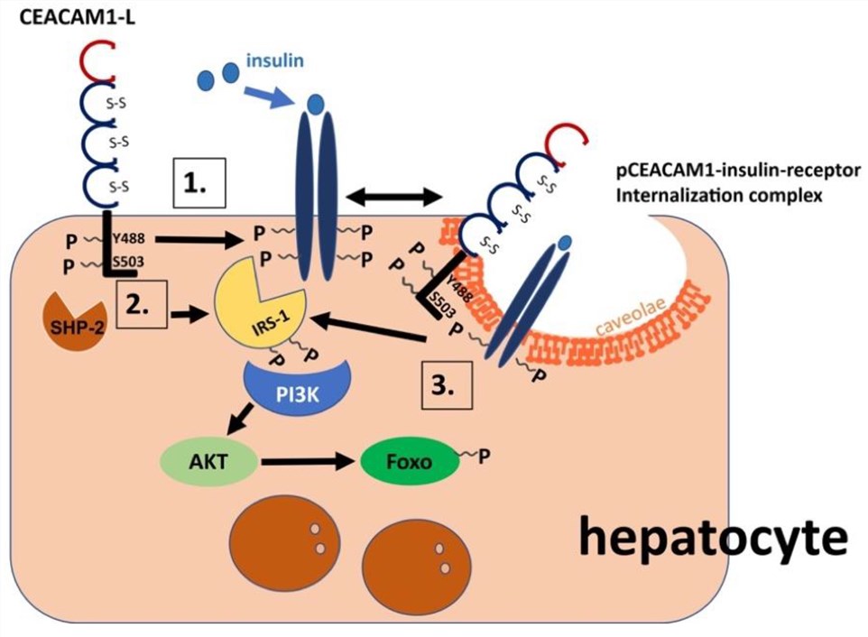 Regulation of insulin clearance by CEACAM1-L.