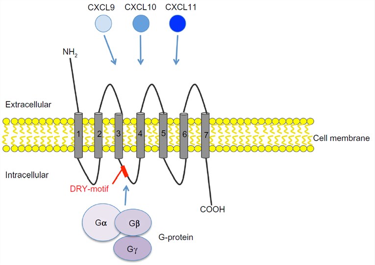 Chemokine receptor CXCR3 and its ligands CXCL9, CXCL10, and CXCL11.