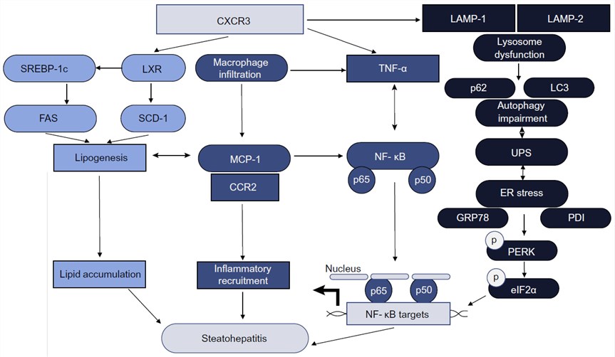 Schematic diagram for the mechanisms of CXCR3 in the promotion of dietary steatohepatitis.