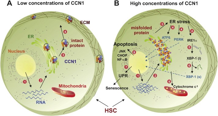 Schematic of CCN1 functions in ER-stress-induced hepatic stellate cells (HSC) apoptosis. 