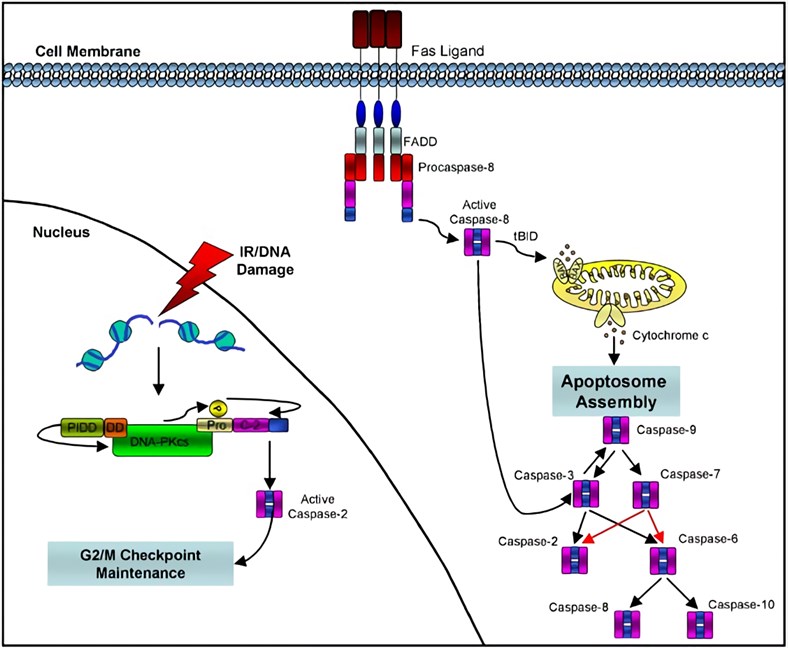 Selected caspase activation pathways.