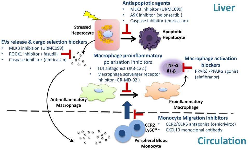 Therapeutic agents that target hepatocyte injury and the sterile inflammatory response in NASH.