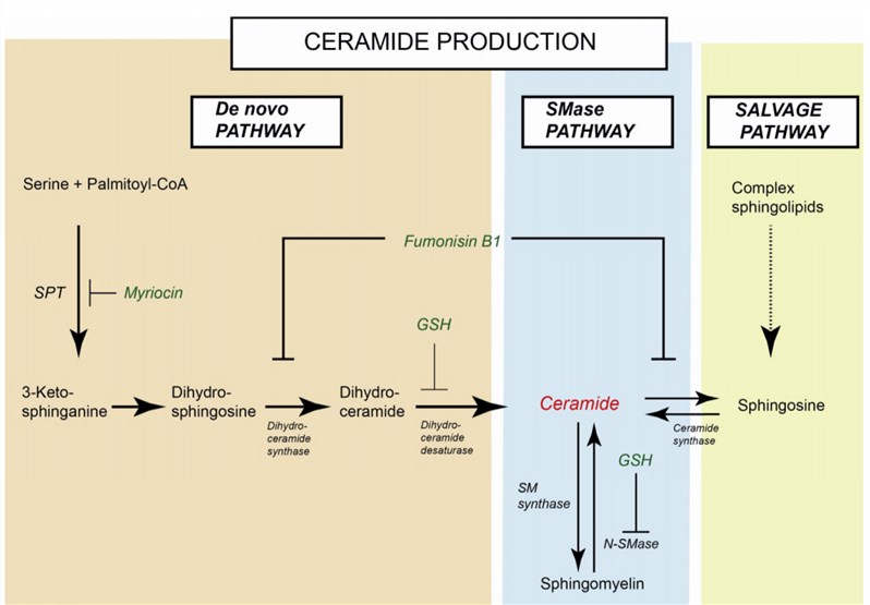 Ceramide biosynthesis through de novo, sphingomyolinase, and salvage pathways.