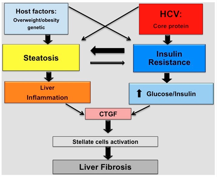 Schematic representation of factors and mechanisms involved in the progression of liver fibrosis in chronic hepatitis C patients. 