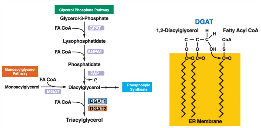 Triacylglycerol synthesis and acyl-CoA: diacylglycerol acyltransferase (DGAT) enzymes.