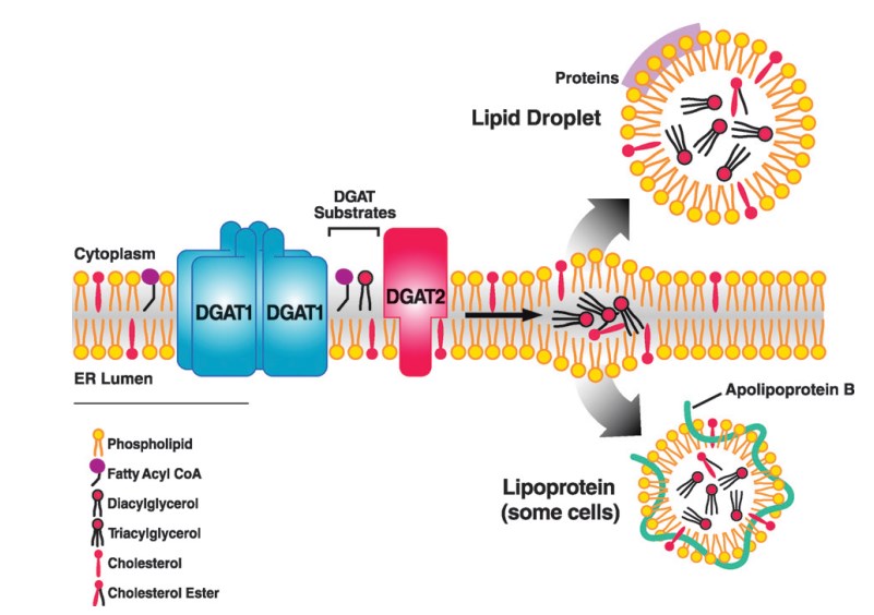 Hypothetical model illustrating the role of DGAT enzymes in triacylglycerol synthesis in the endoplasmic reticulum.