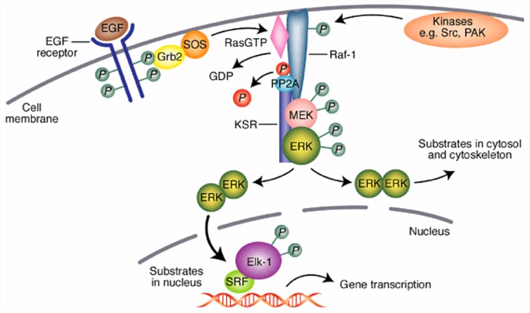Organisation and function of extracellular signal-regulated kinase (ERK) pathway.
