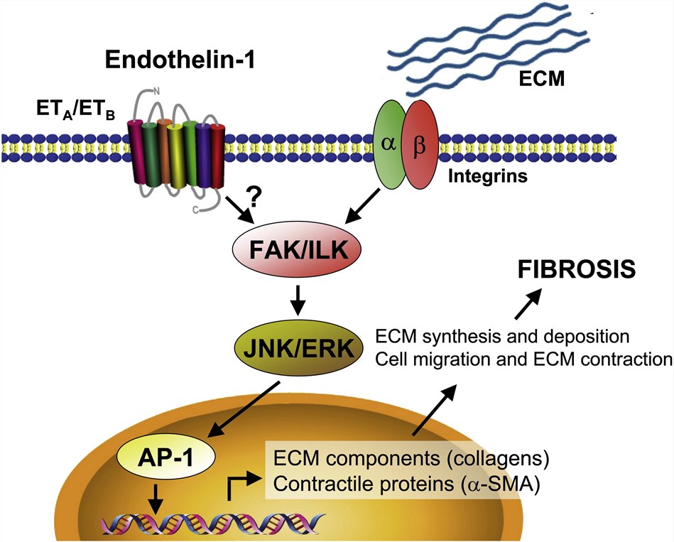 Schematic diagram showing the signaling mechanisms contributing to the profibrotic actions of ET-1.