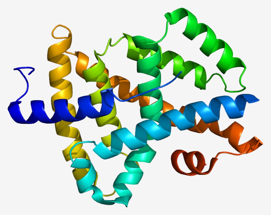 Available structure of FXR.