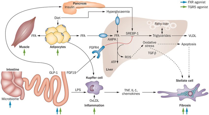 Potential targets of FXR and the bile acid receptor (TGR5) agonists in NASH.