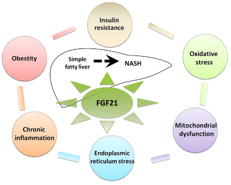 The role of FGF21 in the pathogenesis of NAFLD.