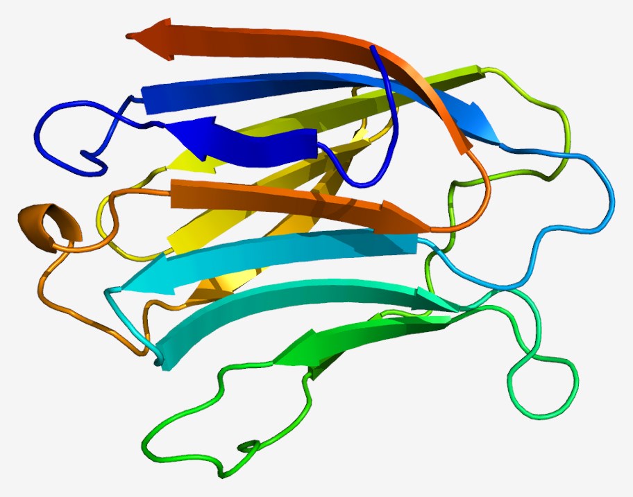 The structure of Galectin 3.