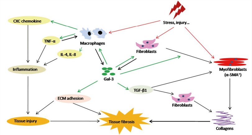 The profibrotic network of Gal-3 secreted by macrophages and fibroblasts in tissue fibrosis.