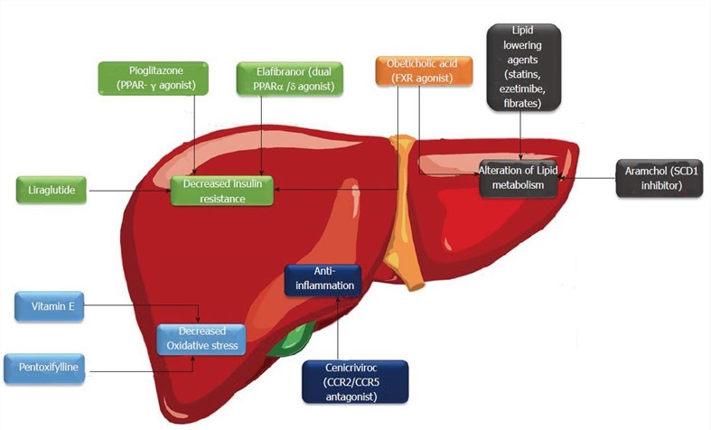 Current and emerging drugs for non-alcoholic fatty liver disease and their mechanism of action.