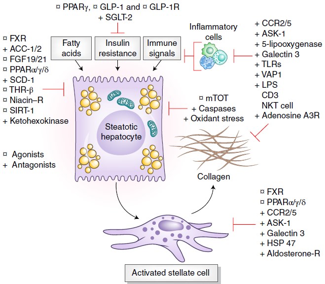 Intrahepatic drug targets in phase 2 and 3 clinical trials for NASH. 