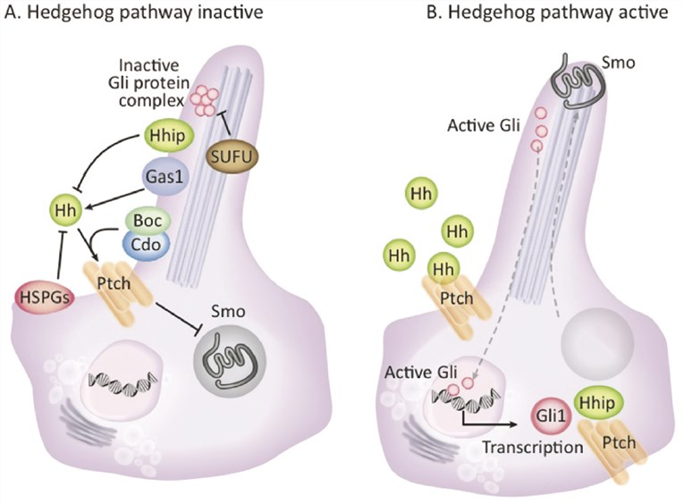 Model of the canonical Hedgehog signaling pathway in mammals.