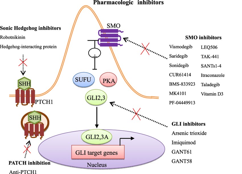 Hedgehog signaling pathway demonstrating pharmacologic inhibitors of the signaling cascade and its molecular targets.