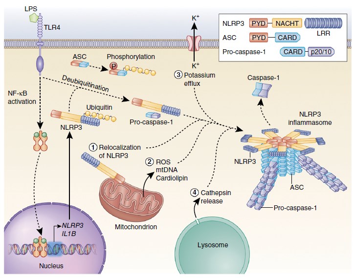 Mechanisms of NLRP3 inflammasome activation.