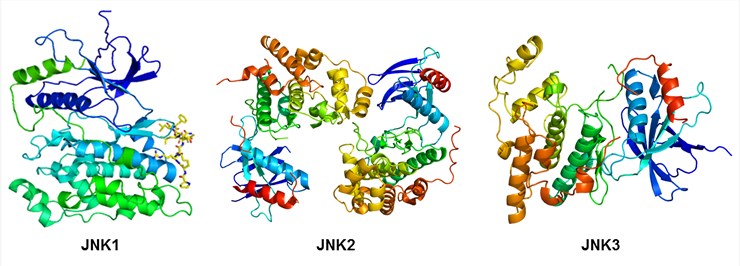 Structures of c-Jun N-terminal kinases.