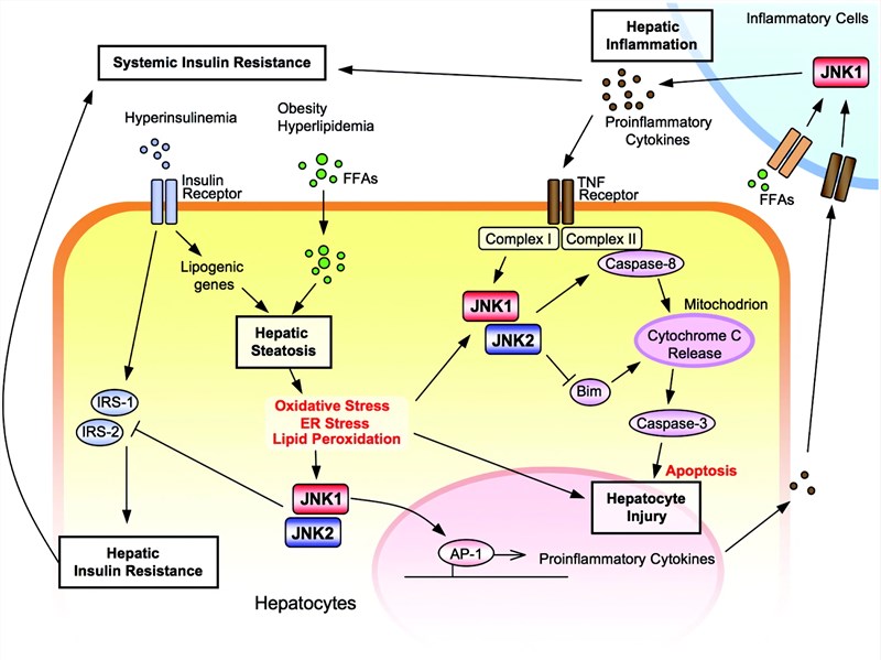 Multiple roles of JNK isoforms in the pathogenesis of nonalcoholic fatty liver disease.