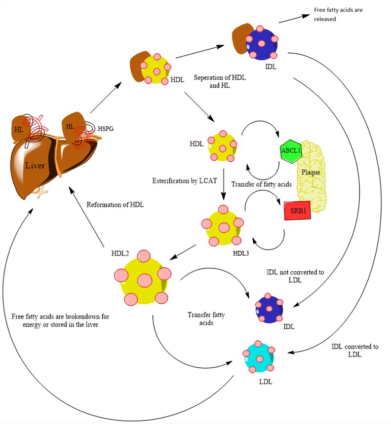 The function of hepatic lipase in regulating the formation and degradation of lipid pools.