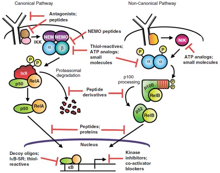 The level of action of various inhibitors of the NF-кB signal transduction pathway.