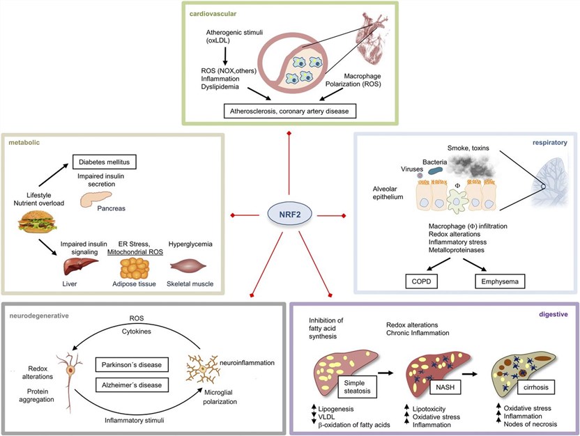 Role of NRF2 in common mechanisms and pathophenotypes of chronic diseases.