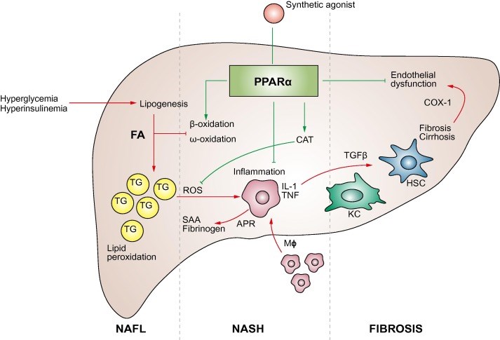 Hepatoprotective effects of fibrates: examples from rodent models of NASH.