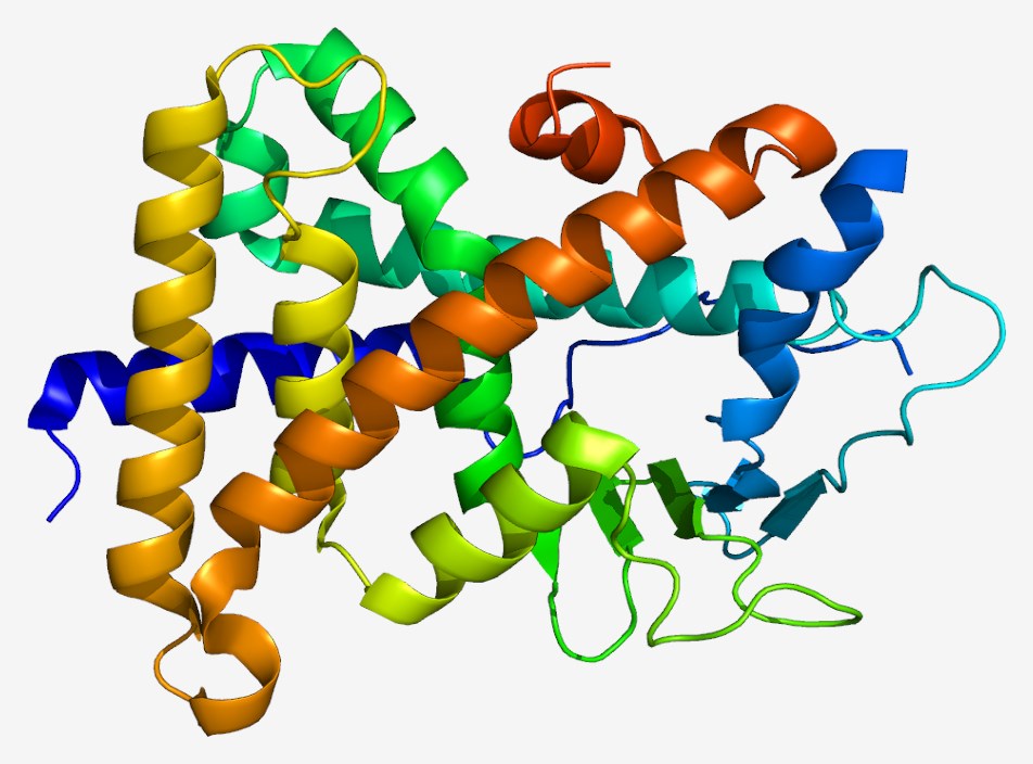 Structure of the PXR protein.