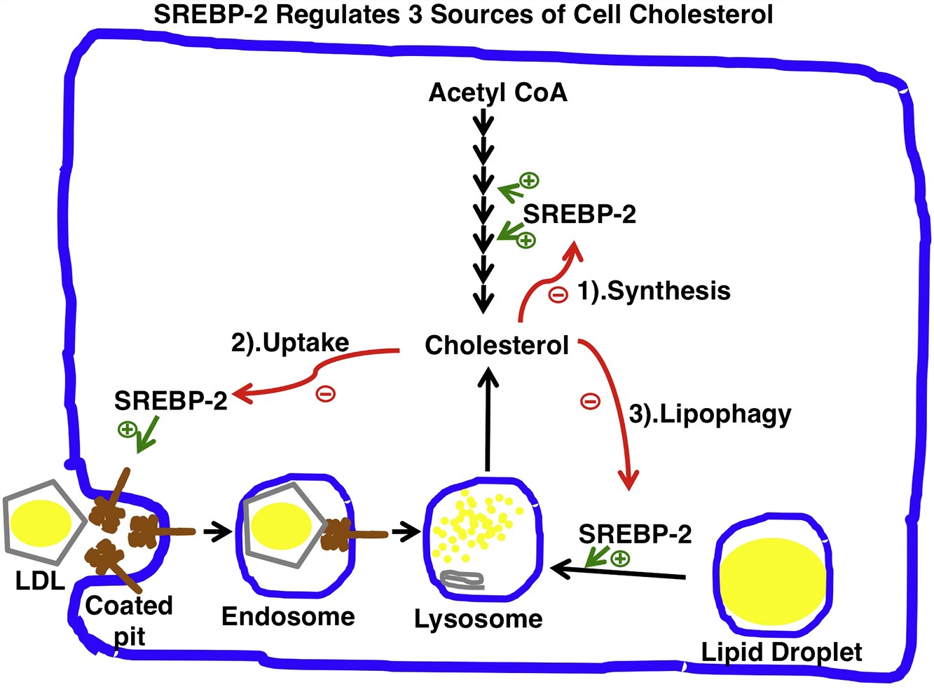 SREBP-2 Regulates 3 Sources of Cell Colesterol.