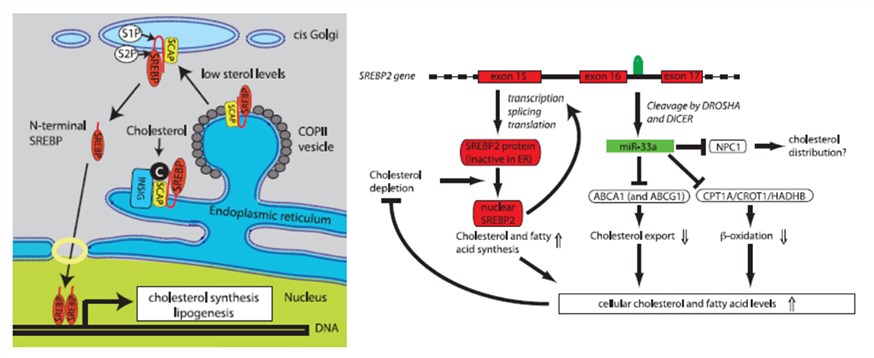 miR-33a collaborates with SREBP-2 to maintain cellular lipid homeostasis.