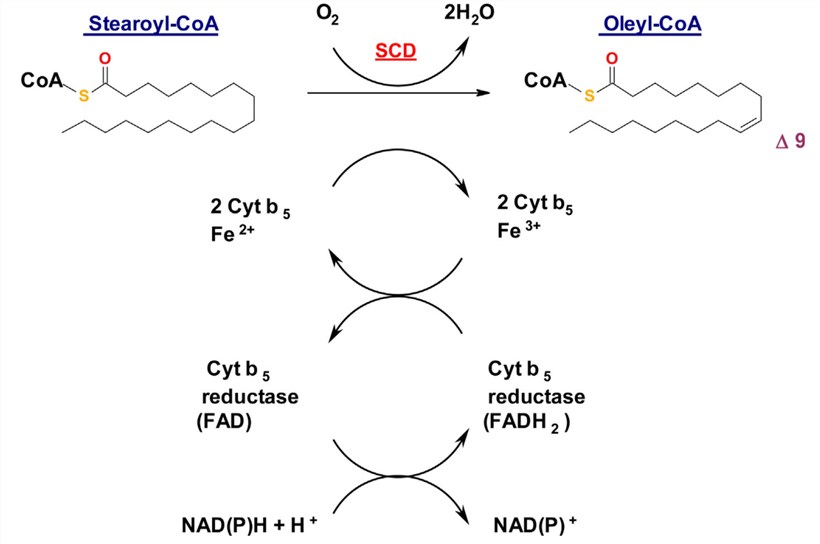 The pathway of electron transfer in the desaturation of saturated fatty acids by SCD.