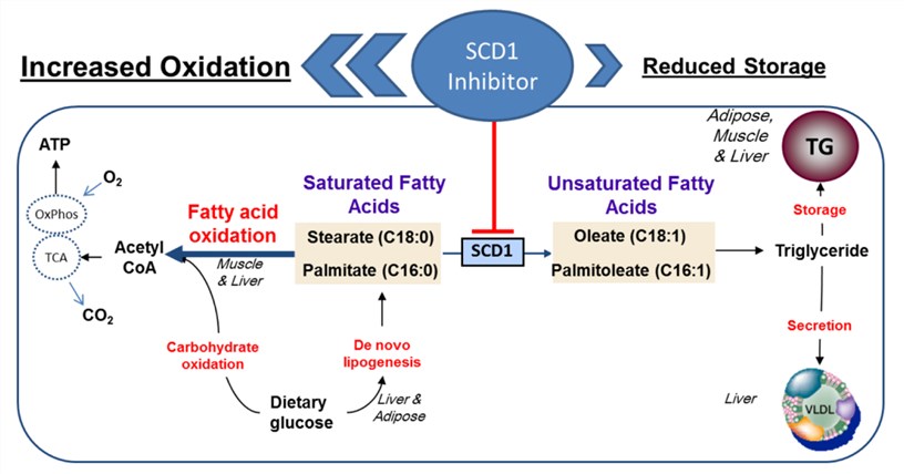 SCD1 is believed to have a central role in directing the flow of lipid substrates between storage and utilization in energy metabolism.
