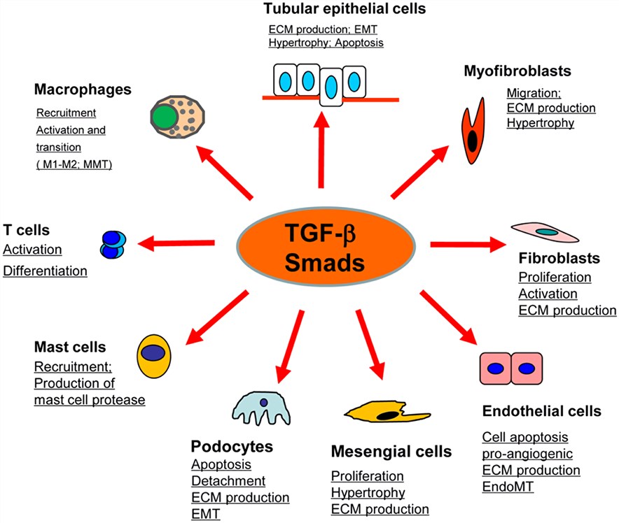 TGF-β/Smad signaling exerts biological activities on different cell types. 