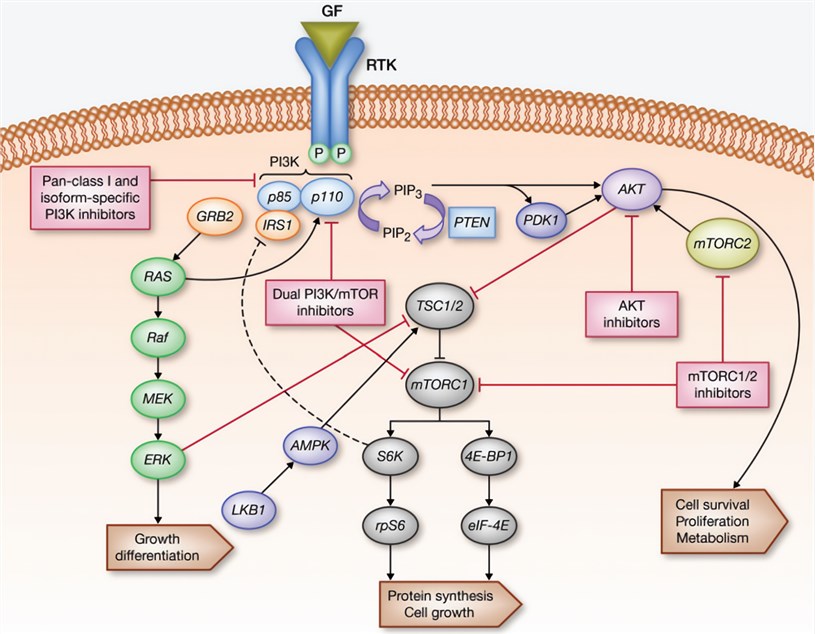 Overview of the PI3K-Akt-mTOR pathway and drug targets.