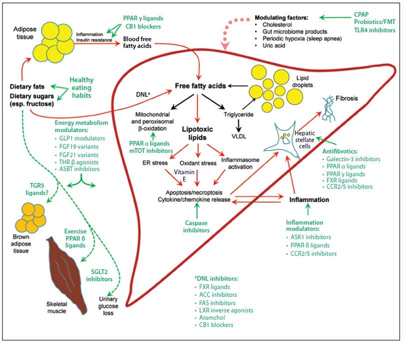 The substrate overload lipotoxic liver injury model illustrates the pathogenesis of NASH and targets of therapy.