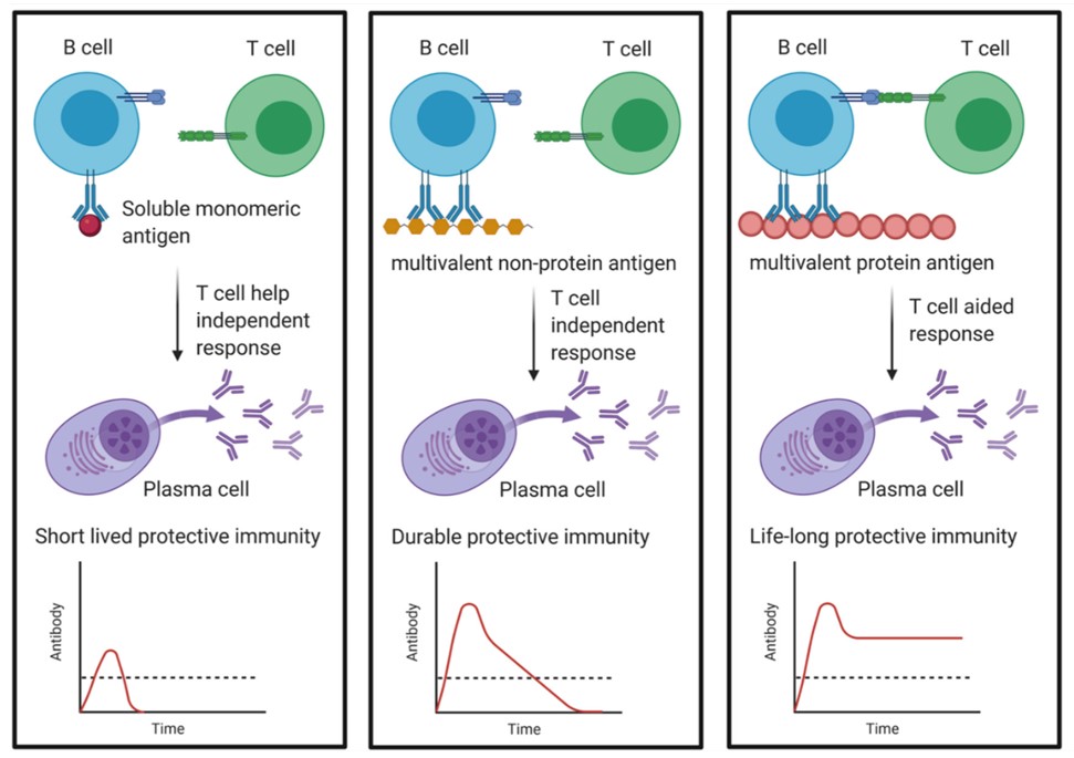 Fig.1 The impact of the nature of the antigen on the longevity of the induced plasma cell and corresponding antibody levels.