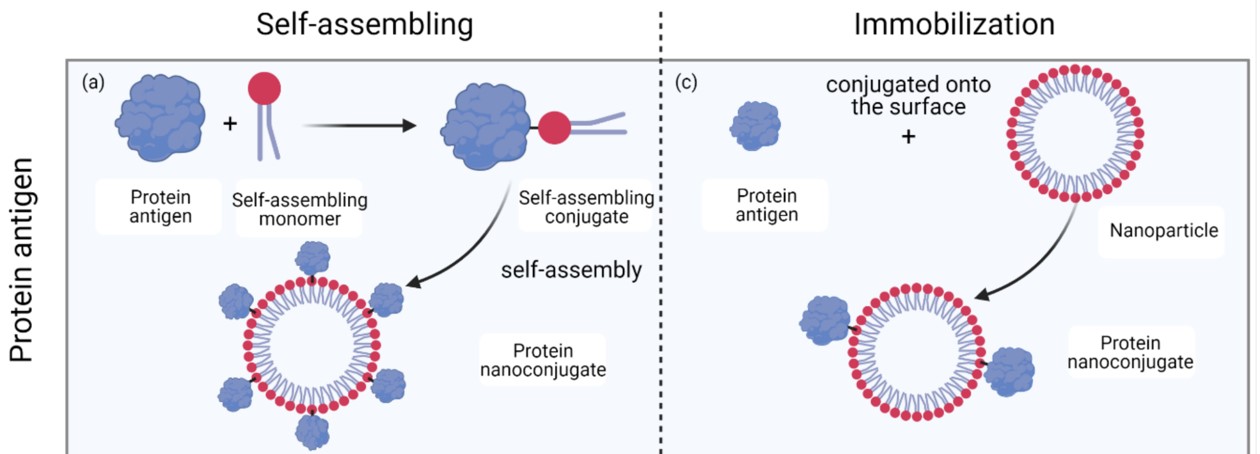 Fig.2 Formation of protein antigen nanoconjugates as natural pathogens for antibody production.