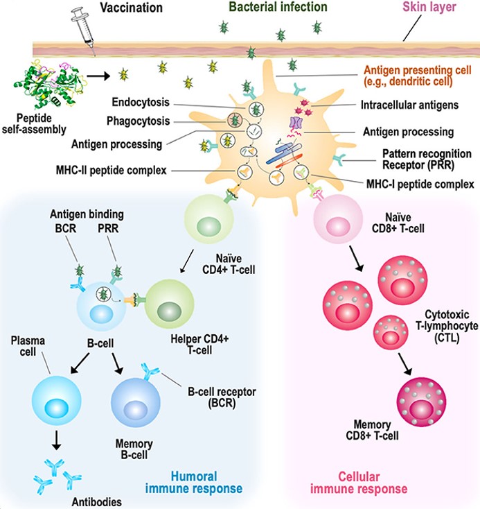 Fig.1 Schematic illustration of antibody generation by self-assembled peptide-based antigen.