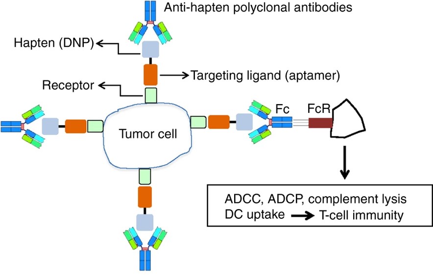 Fig.1 The approach to coat tumor cells with hapten-mediated recruitment of endogenous polyclonal antibodies.