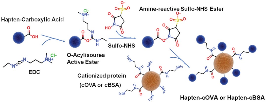 Fig.2 The method of conjugating hapten with cationized carrier proteins (hapten-cOVA or hapten-cBSA).
