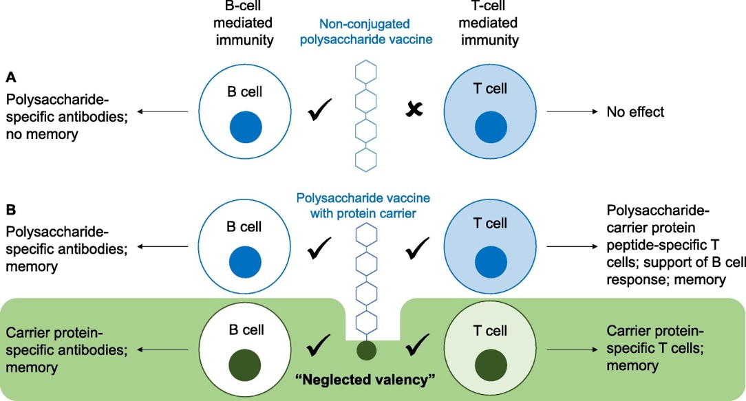 Fig.1 Antibody production in response to polysaccharide antigens and polysaccharide conjugated to a protein carrier. 