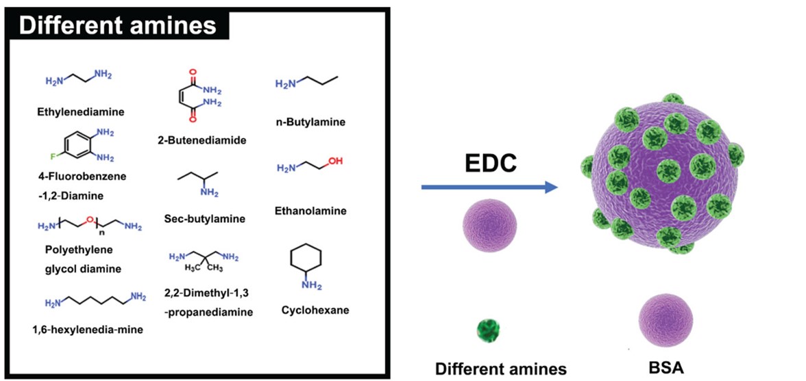 Fig.2 BSA structures modified with various amines by the EDC reaction. 