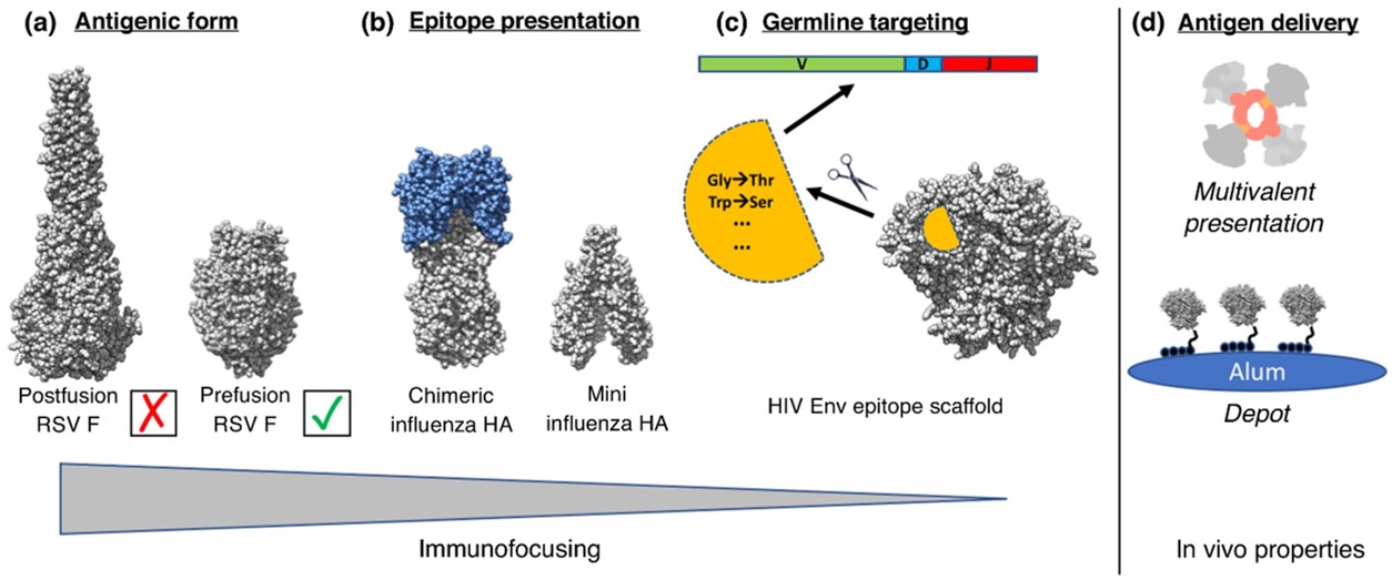 Fig.1 Overview of the different aspects of structure-based immunogen design. 