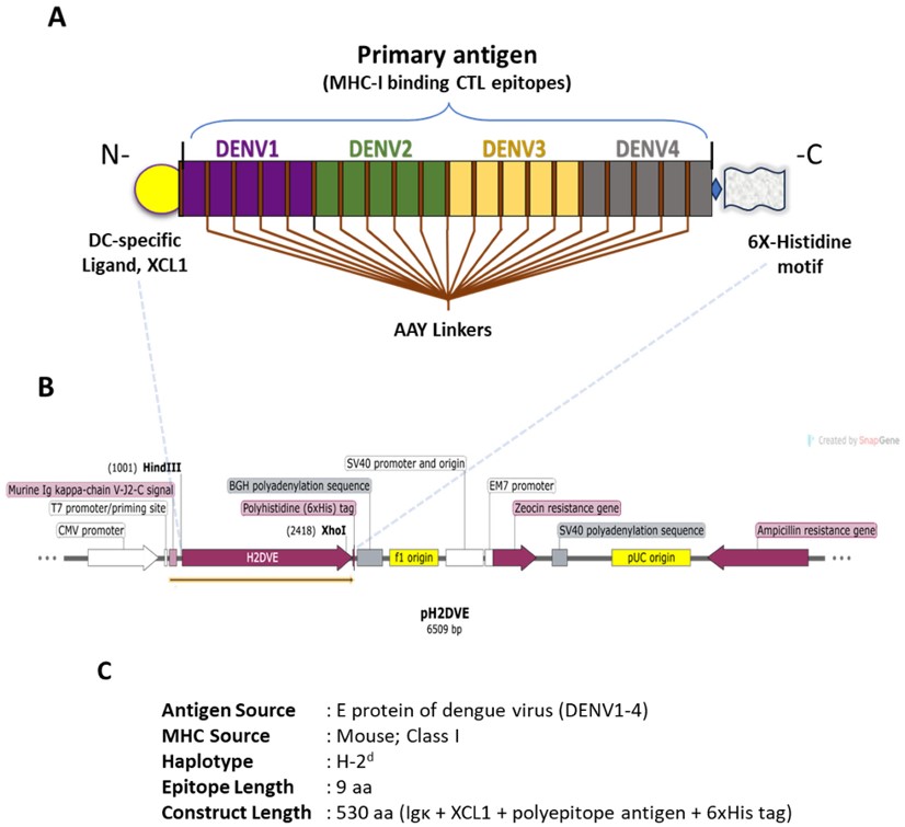 Fig.2 Schematic representation of the immunogen design and expression cassette subcloned in the pSecTag2B plasmid. 