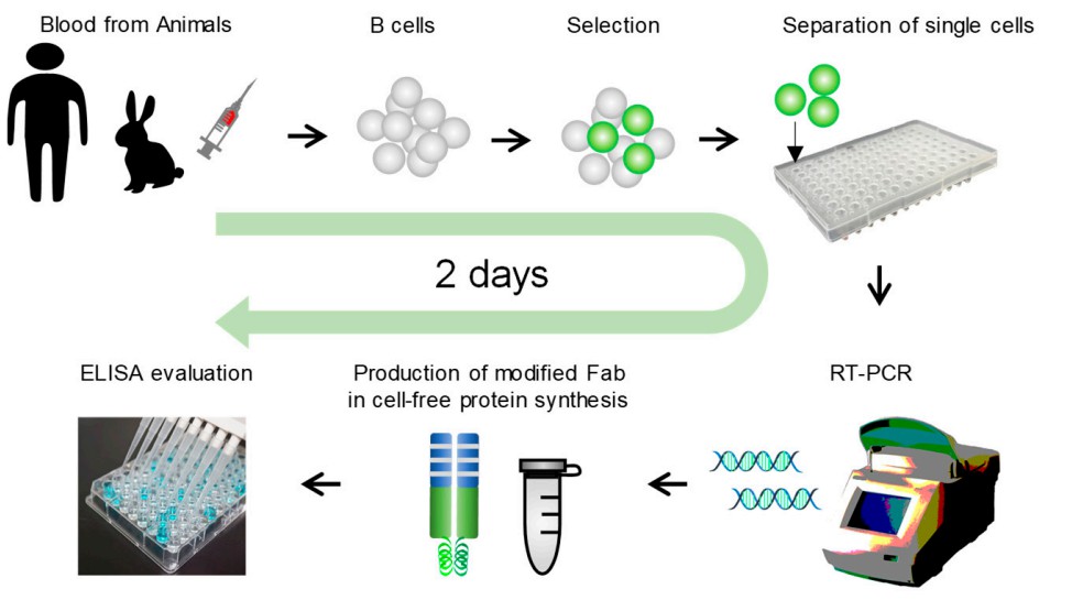Scheme of single B cell screening technologies.