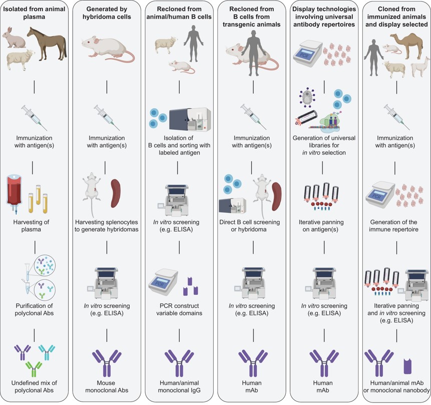 Fig.1 Schematic representation of different antibody discovery strategies and the involved experimental stages.