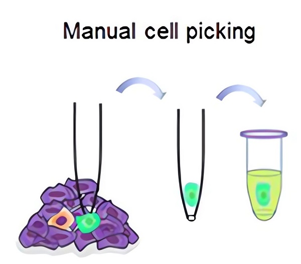 Fig.1 Schematic working process of manual cell picking for single cell isolation. 