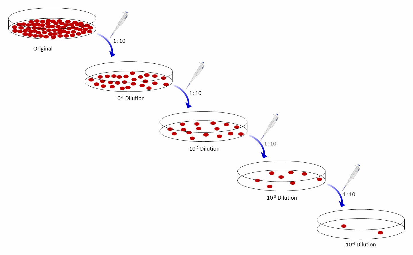 B cell isolation by serial limiting dilution-Creative Biolabs