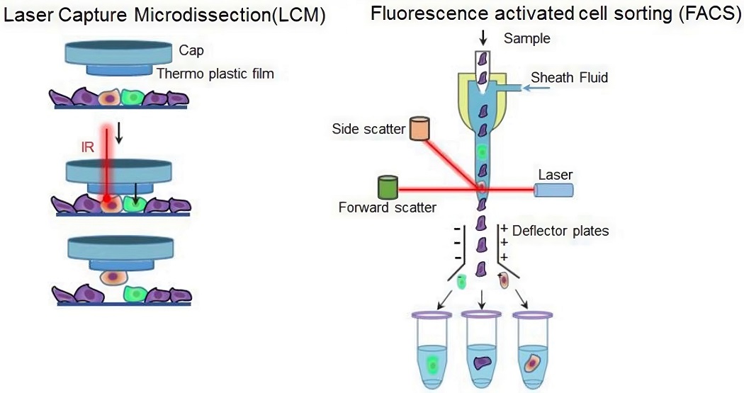 Fig.1 Overview of single cell random isolation technologies: laser capture microdissection and FACS.